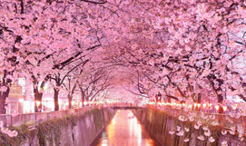 Cherry Blossom In Japan